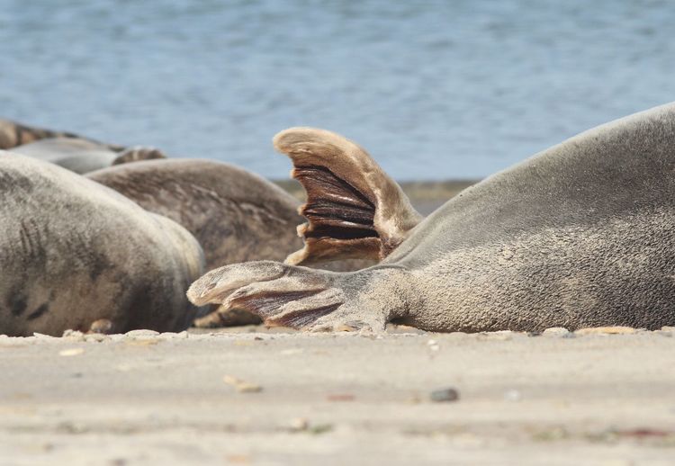Sea lions resting at beach