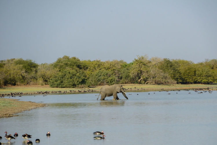 Side view of elephant in lake against clear sky