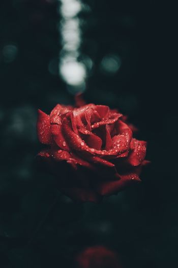 Close-up wet rose outdoors