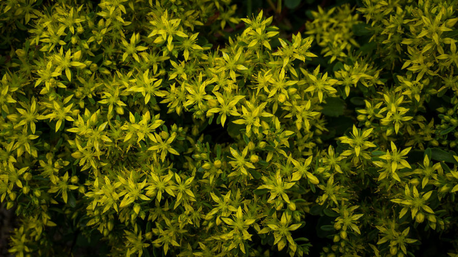 Full frame shot of flowering plants