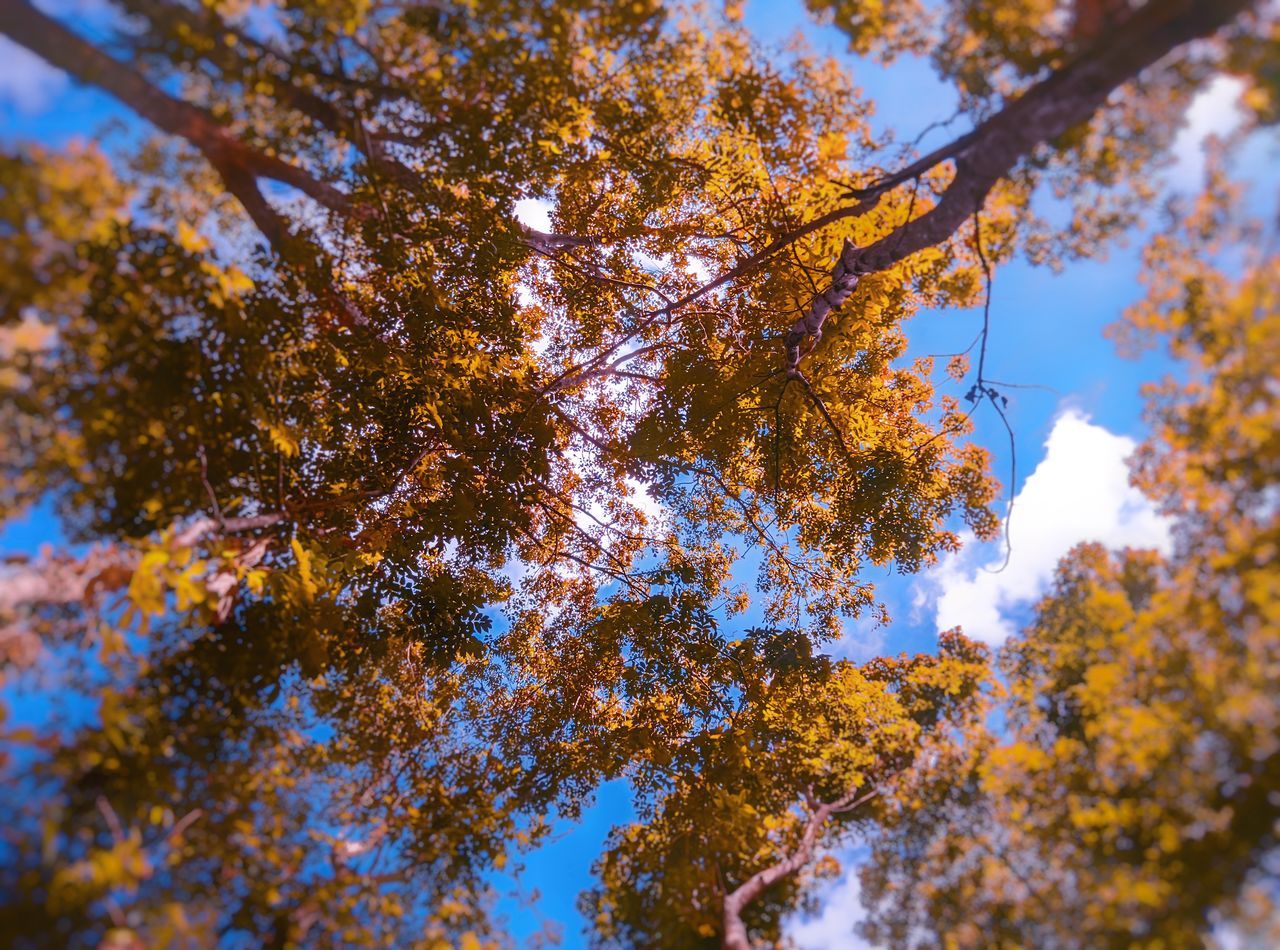 LOW ANGLE VIEW OF YELLOW TREE AGAINST SKY
