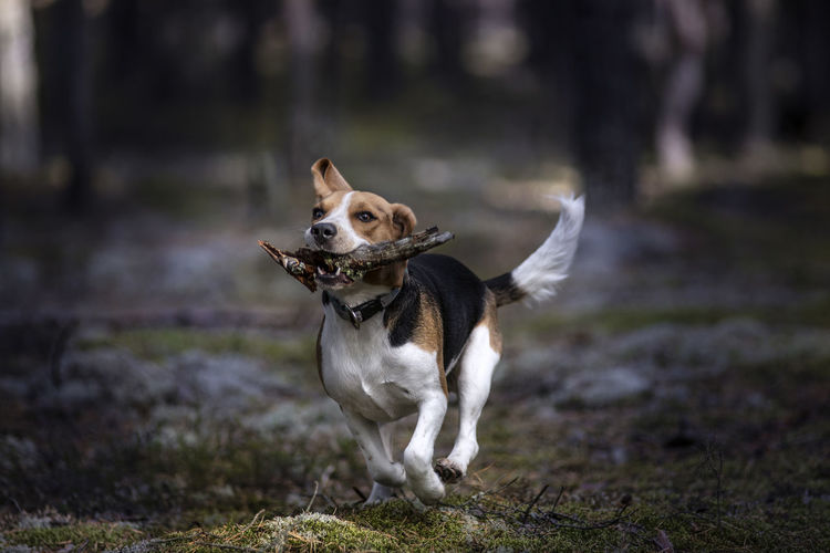 Dog running on field