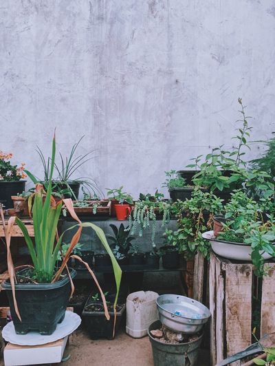 Potted plants in yard against wall
