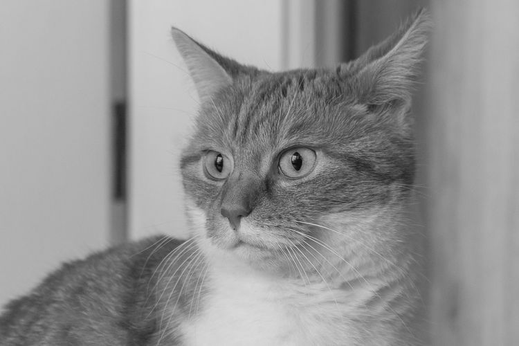 Close-up of cat looking away