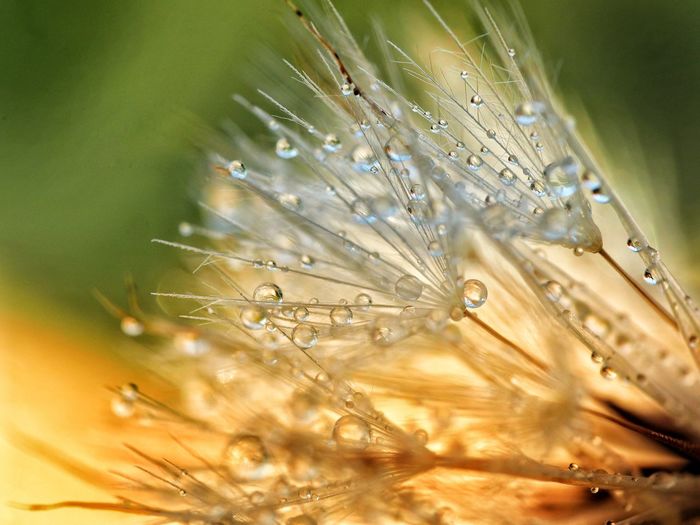 Close-up of raindrops on dandelion