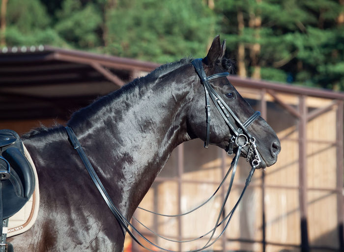 horse