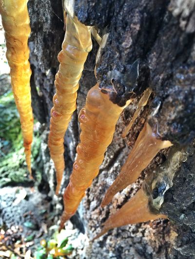 Close-up of tree trunk