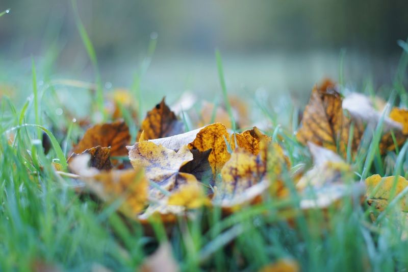 Close-up of dry leaves on field during autumn
