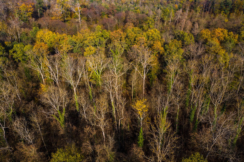 Aerial view of the partially sick german mixed forest in autumn after a dry summer