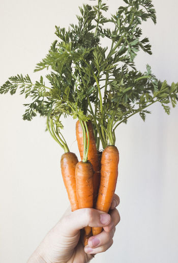 Close-up of hand holding vegetables against white background