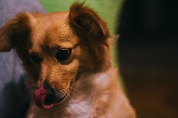 Close-up of dog licking nose at home