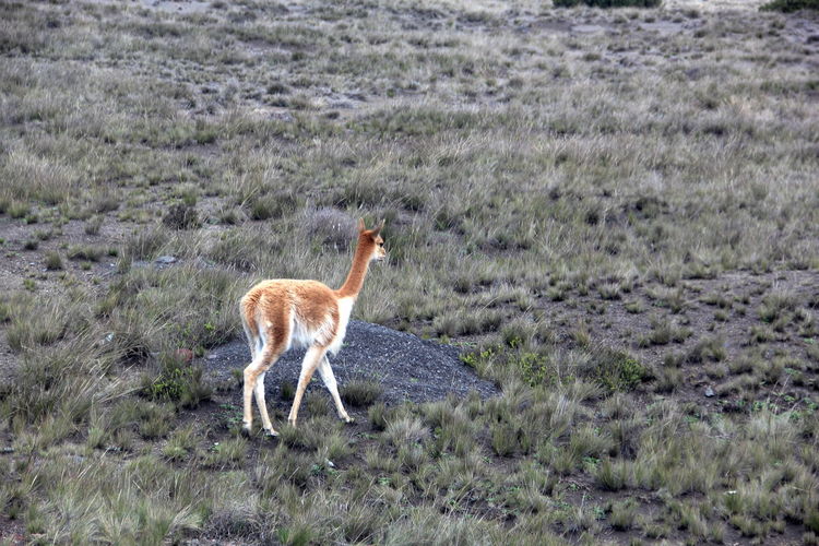 High angle view of alpaca standing on grassy field