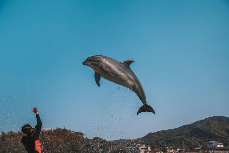 Woman standing with dolphin against sky
