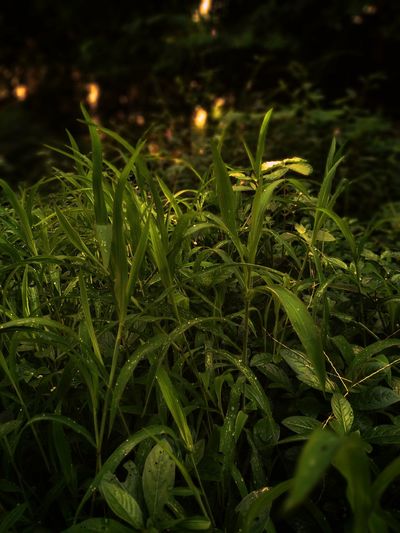 High angle view of plants growing on field