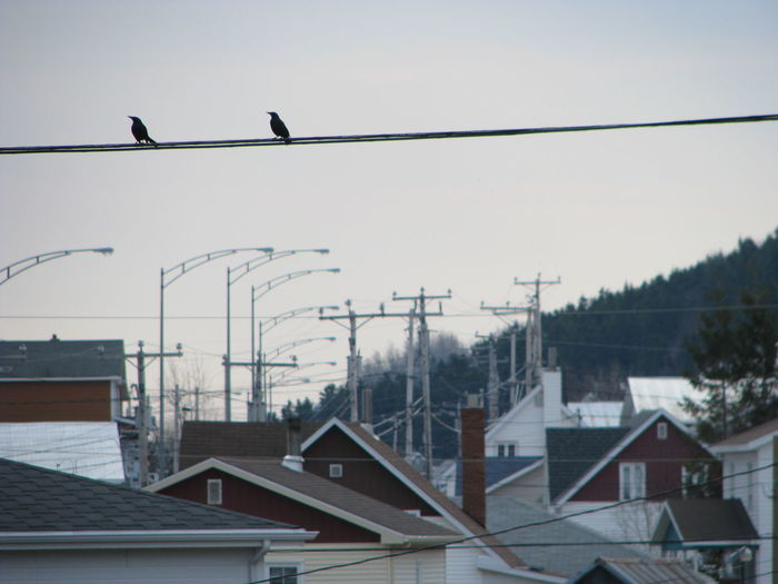 Birds perching on cable against clear sky
