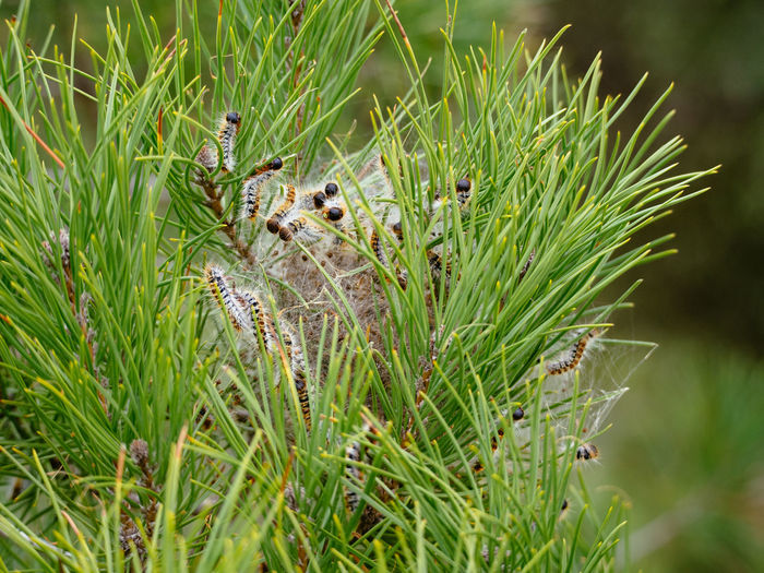 Pine processionary caterpillars in ria formosa national park