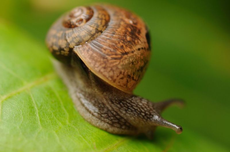 Snail on a green leaf during the monsoons