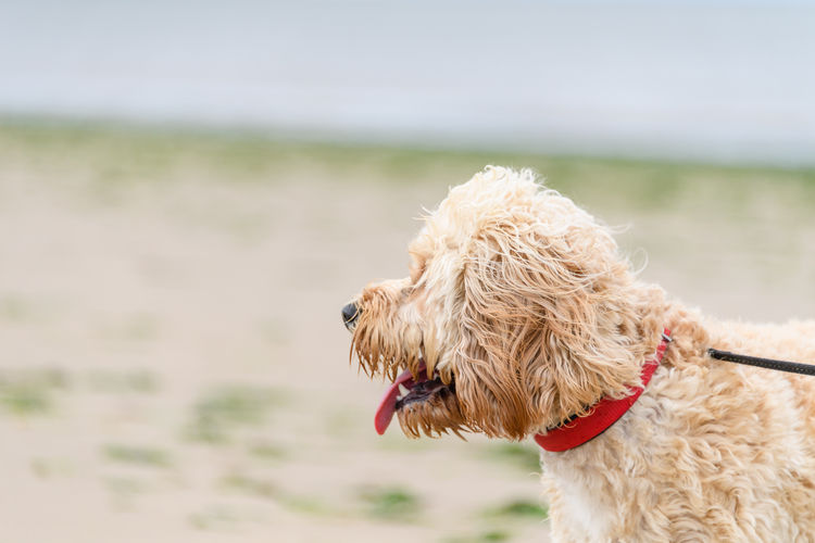 Close-up of dog running on field