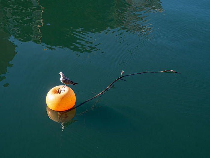 High angle view of bird in lake