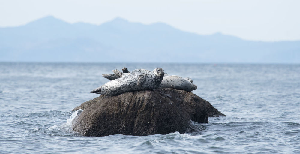 Seal on rock in sea