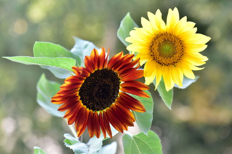 Cropped hand holding yellow flower