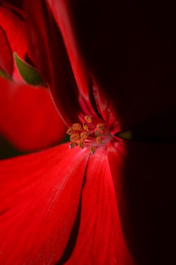 Close-up of red hibiscus flower against black background