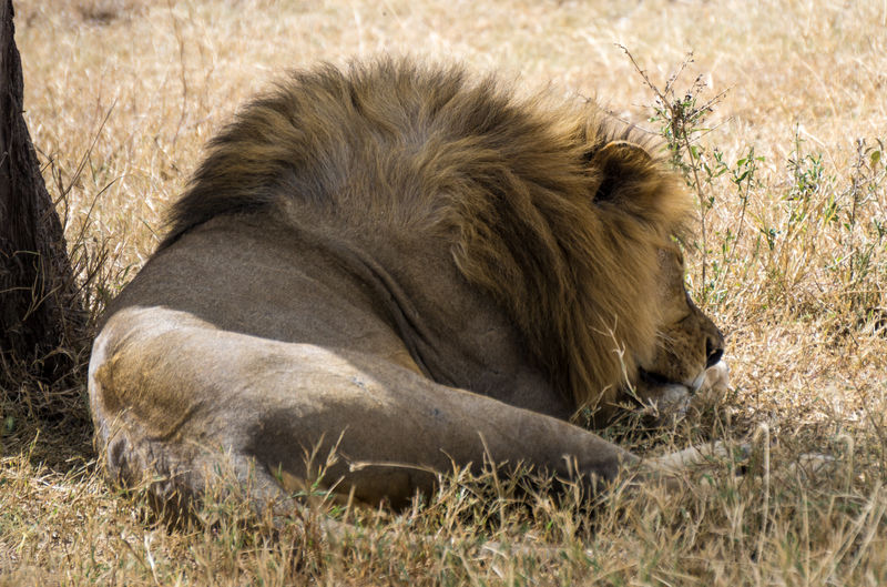 Close-up of lion sleeping on grassy field
