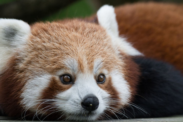 Close-up portrait of red panda