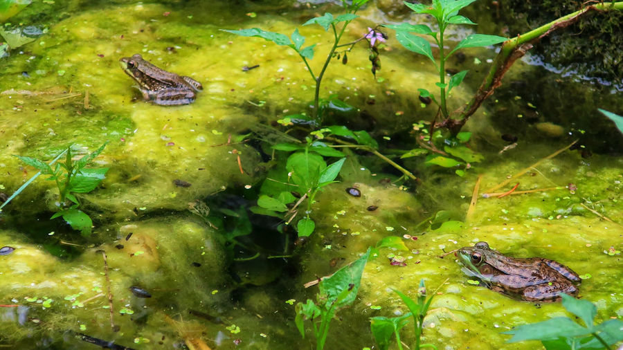 Close-up of frog swimming in lake