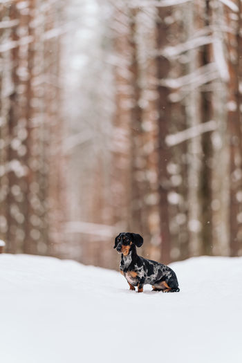 Black marbled dachshund on the snow in the forest. sausage dog. portrait of a small dog 