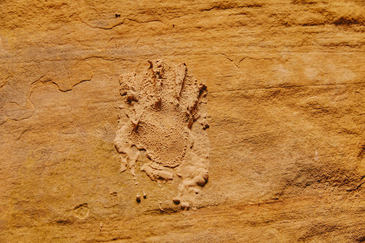 Handprints on slot canyon in kanarra falls, utah.