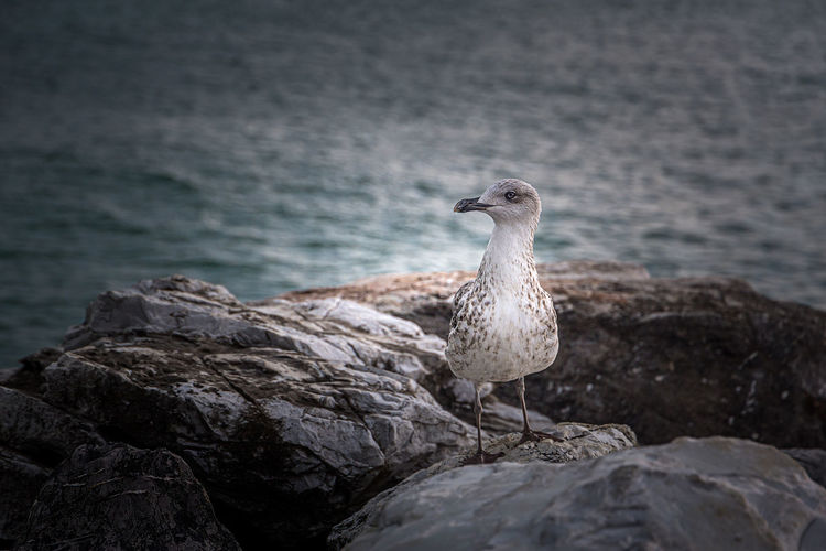 Cute and curious seagull on the rocks