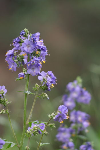 Close-up of purple flowering plants
