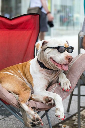 Close-up of dog wearing sunglasses resting on chair