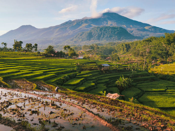 Scenic view of agricultural field against sky