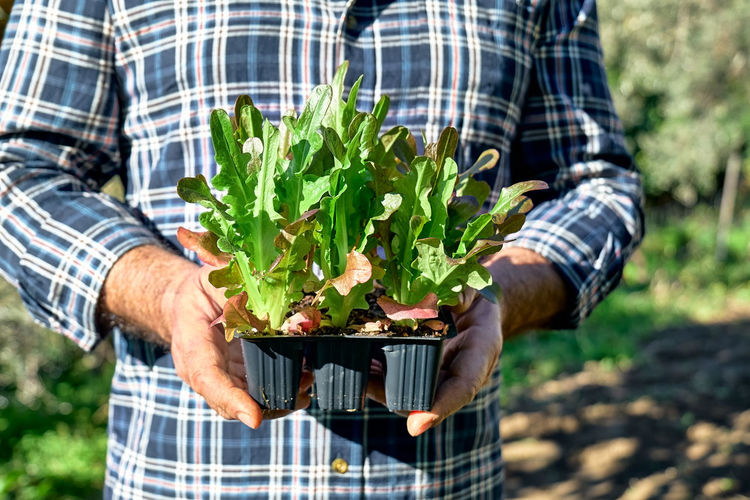Gardener holding seedling pots with young lettuce seedlings. horticulture sostenible.