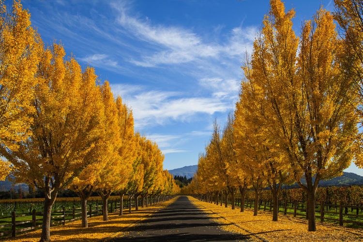 Trees on field against sky
