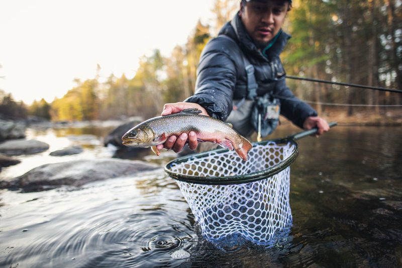 A man catches a trout during a fall morning on a maine river