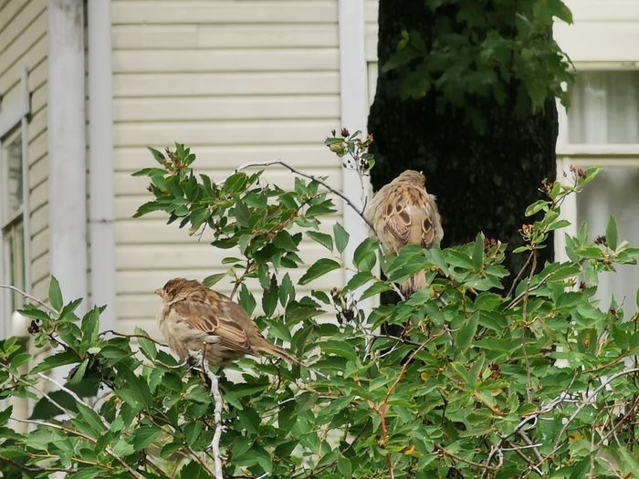 View of birds in yard