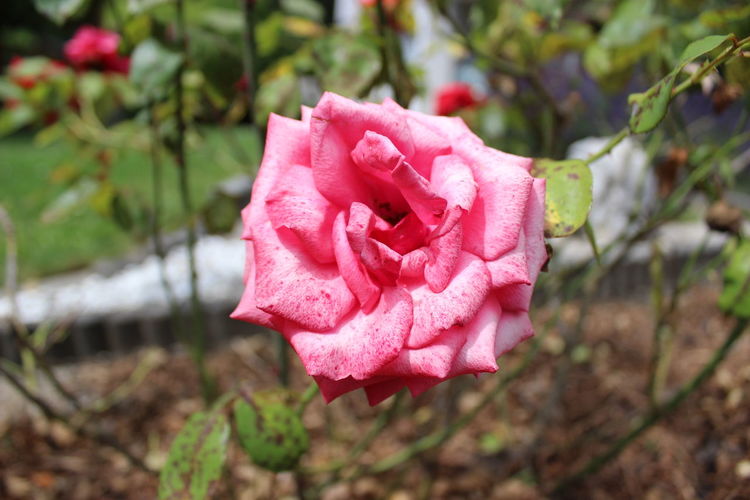 Close-up of pink rose growing at park