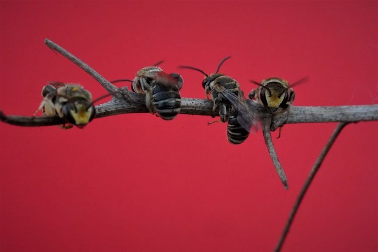 Close-up of insect on metal against red background