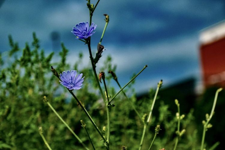 Close-up of purple flowering plant on field