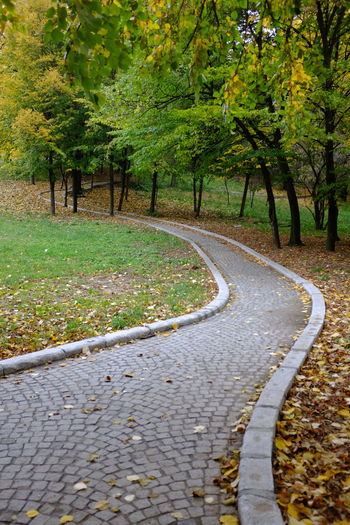 Road amidst trees during autumn