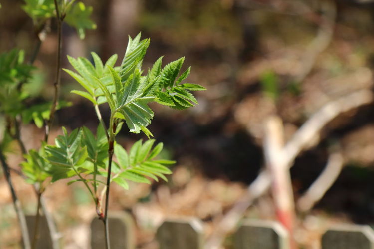 Close-up of fresh green leaves