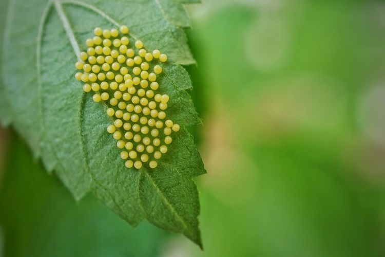 Close-up of fresh green leaf