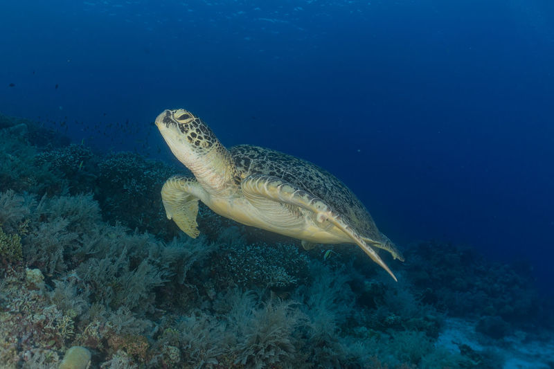 Hawksbill sea turtle at the tubbataha reefs philippines