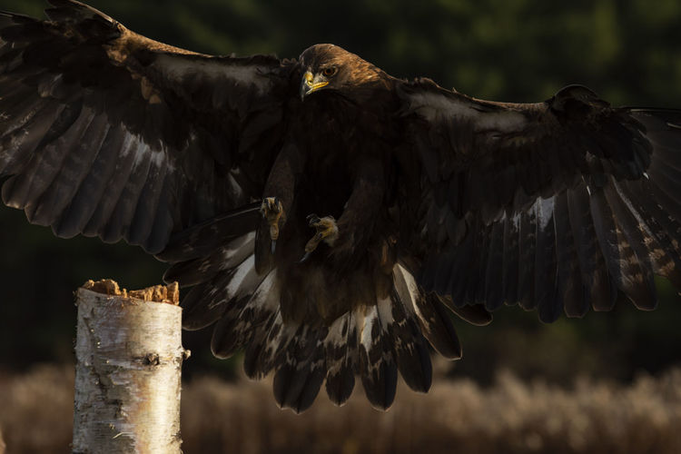 A trained european golden eagle coming on for a landing on a post.  aquila chrysaetos