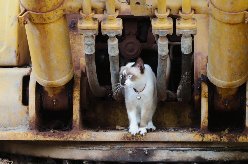 View of cat sitting on rusty metal