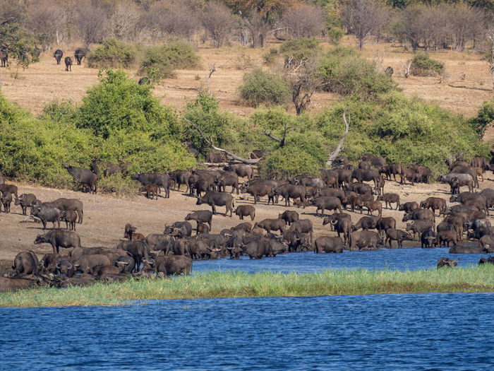 Scenic view of herd of water buffalo by river, chobe national park, botswana