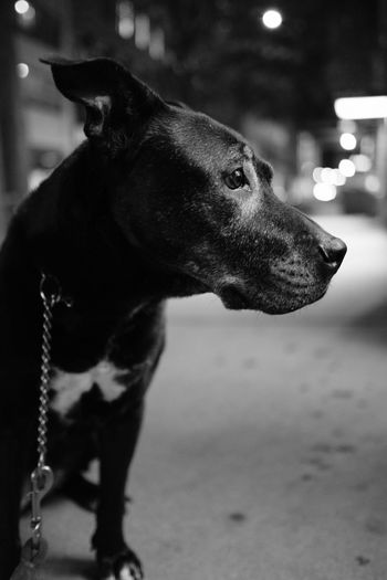 Close-up of dog looking away in city